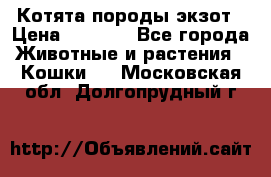 Котята породы экзот › Цена ­ 7 000 - Все города Животные и растения » Кошки   . Московская обл.,Долгопрудный г.